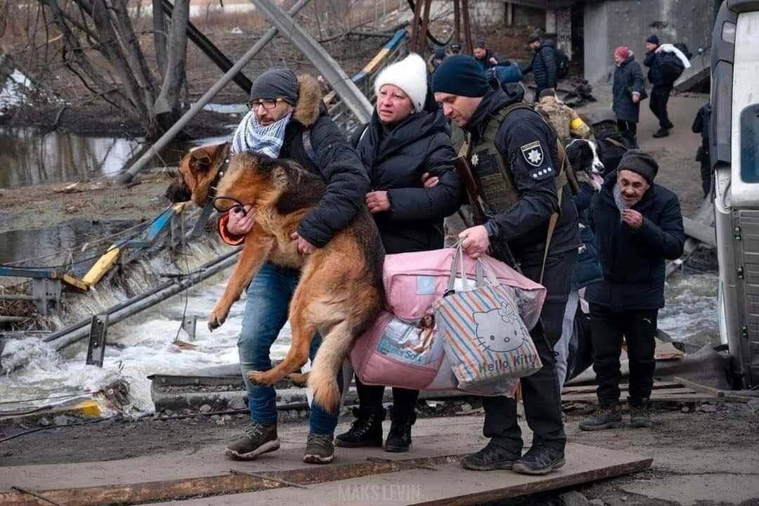 Tiere in Not Ukraine