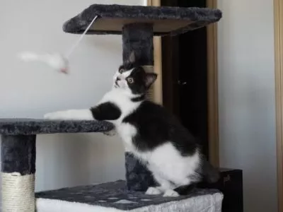 Yoda - unser Katzenbaby