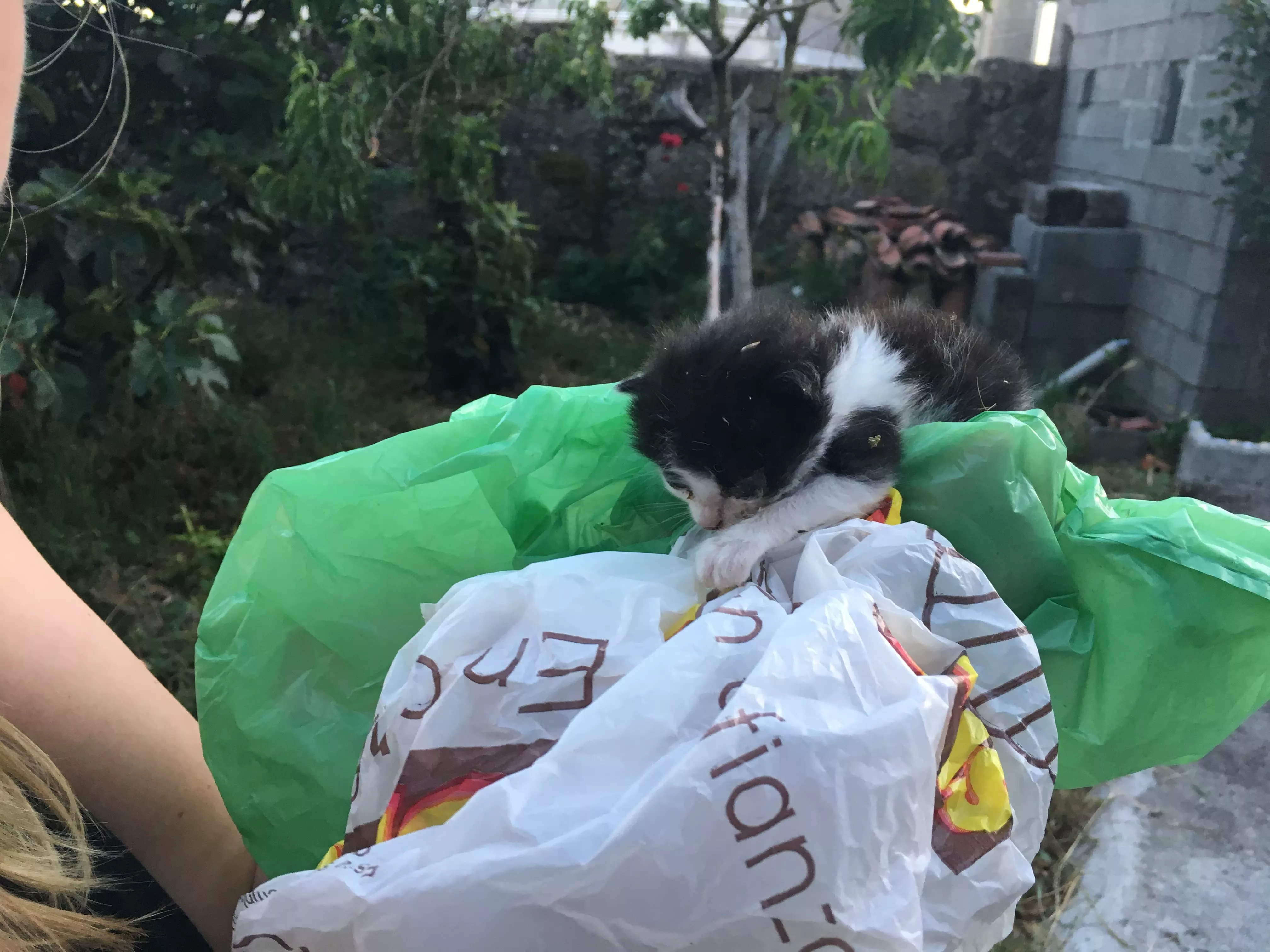 Yoda - unser Katzenbaby