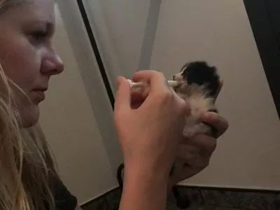 Yoda -unser Katzenbaby