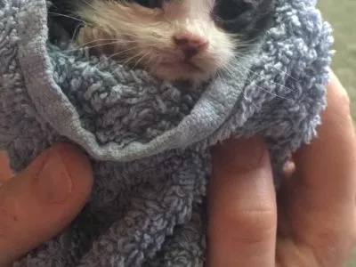 Yoda - unser Katzenbaby