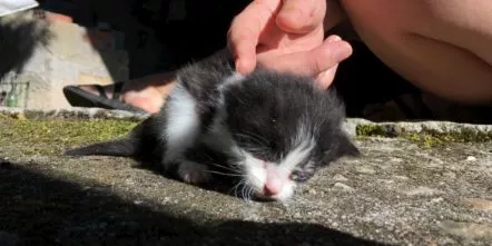 Yoda -unser Katzenbaby