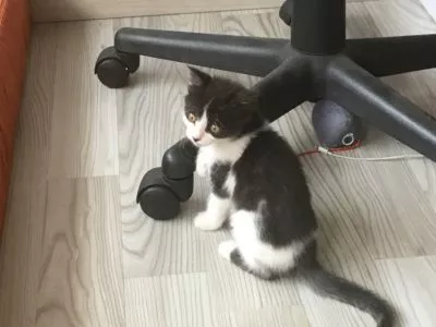 Yoda -unser Katzenbaby