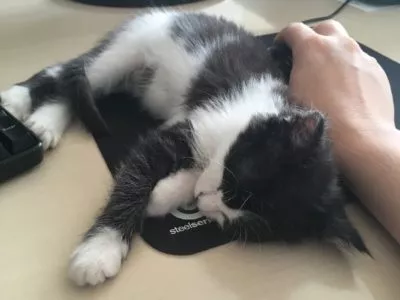 Yoda - unsere schwarz-weiße Katze