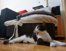 Ein Katzenbaby gefunden: was tun? Yoda - unsere schwarz-weiße Katze