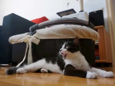 Yoda - unsere schwarz-weiße Katze