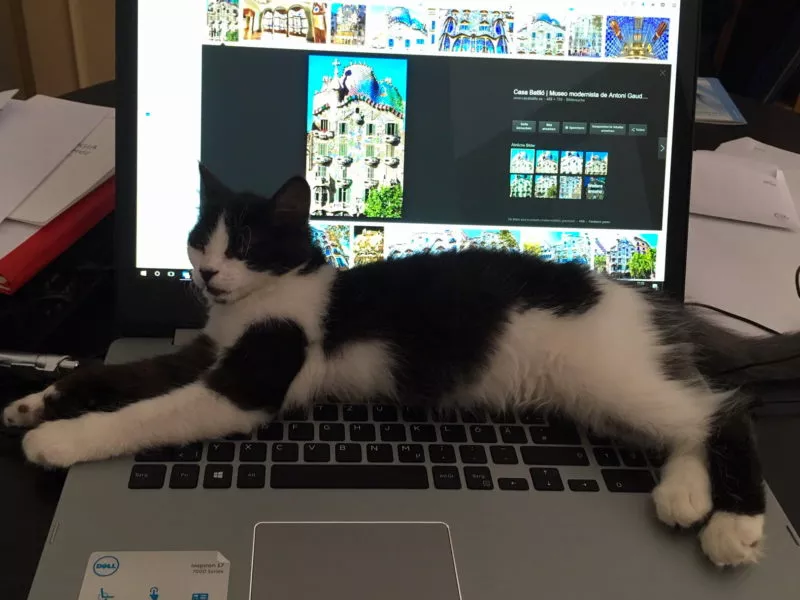 Freelancer Yoda groß-1 Freelancer Yoda groß-1