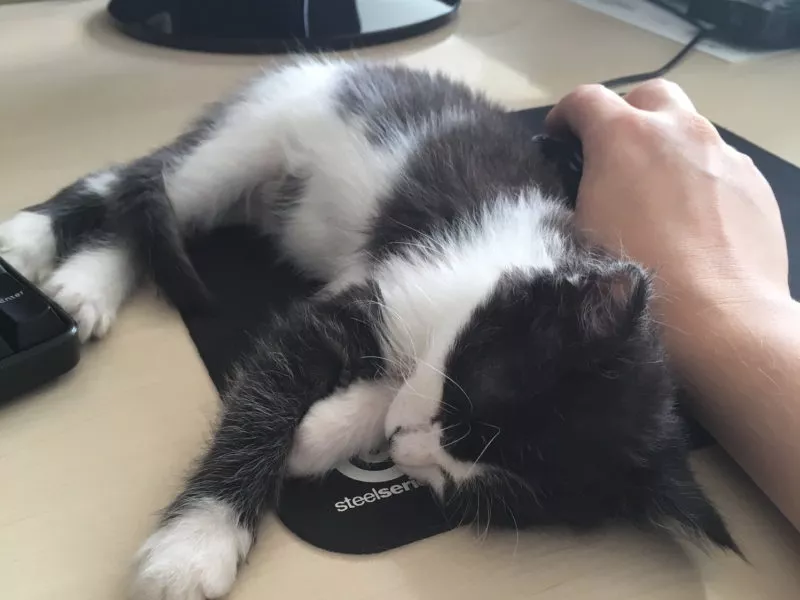 Erfolgreicher Freelancer Yoda Erfolgreicher Freelancer Yoda